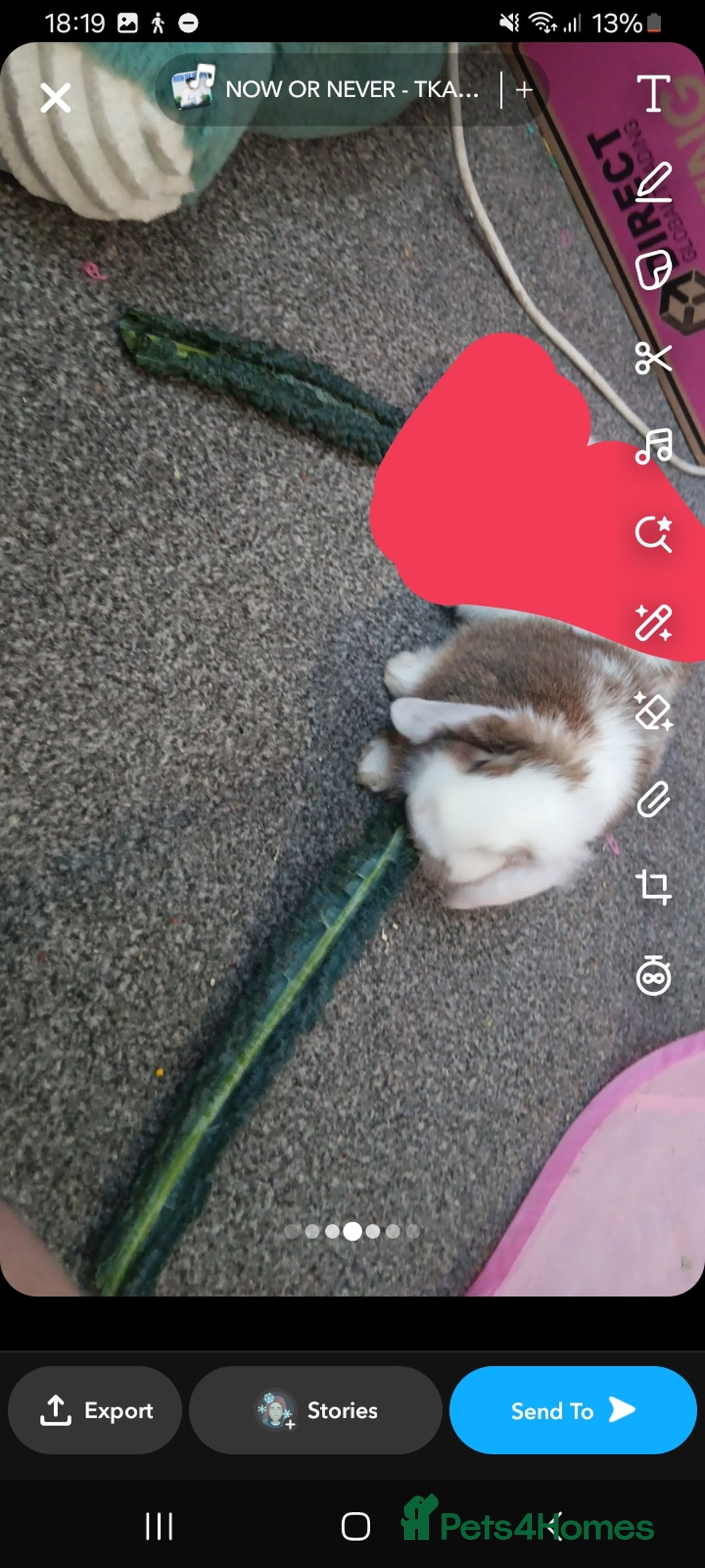 Mini Lop rabbits for sale: Friendly, clingy mini lop  - Image 3