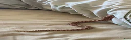 Snake reptiles for sale: Male Hognose  - Advert 4