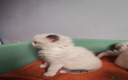 Ragdoll cats for sale: Beautiful ragdolls  - Image 9