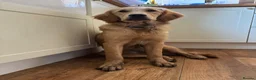 Golden Retriever dogs for sale: Golden Retriever Female - Advert 4