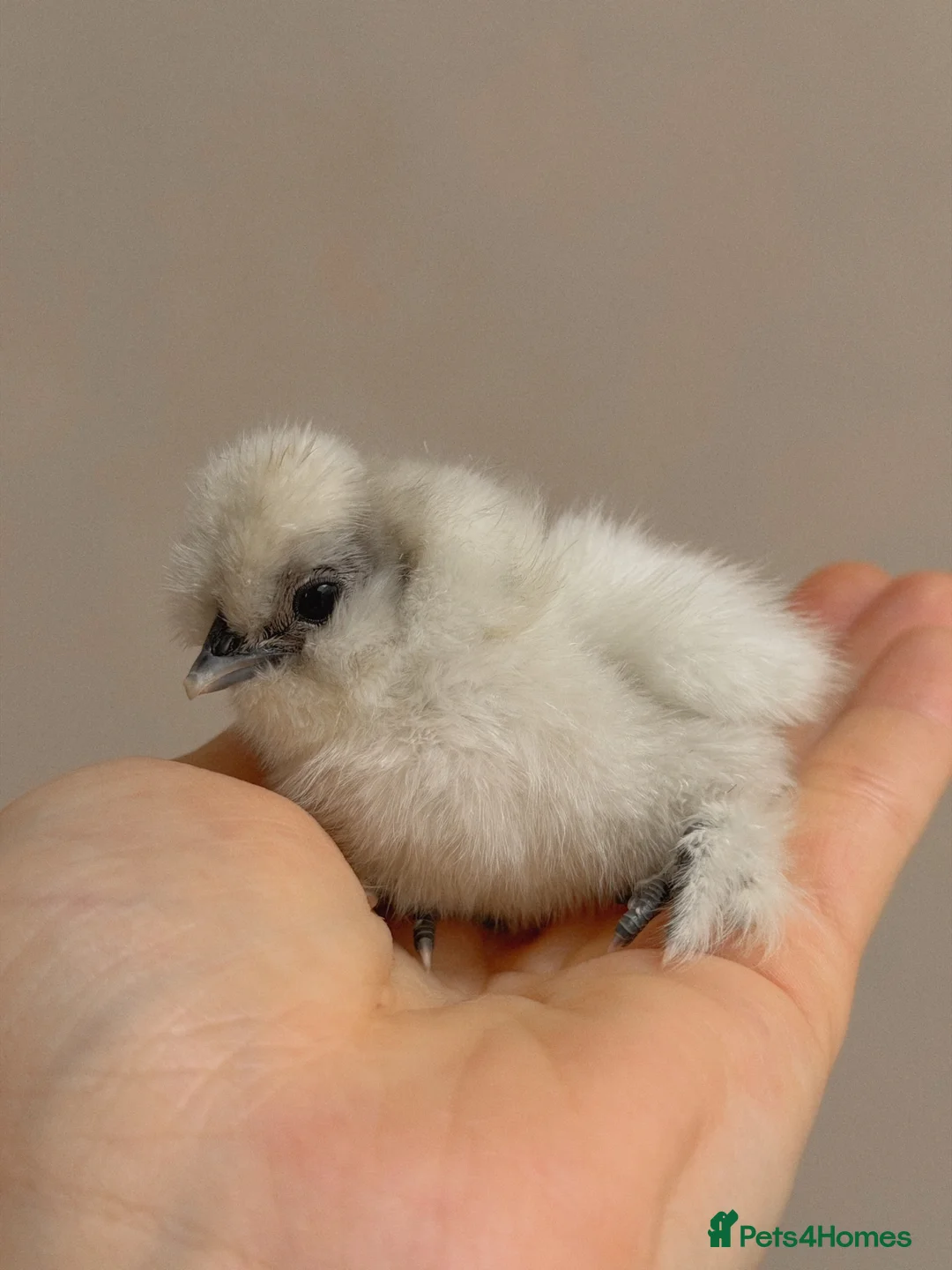 Chickens poultry for sale: Day old silkies  - Advert 5