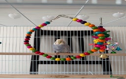 Budgerigars birds for sale: 2 male budgies for sale-cage+accessories included - Image 3