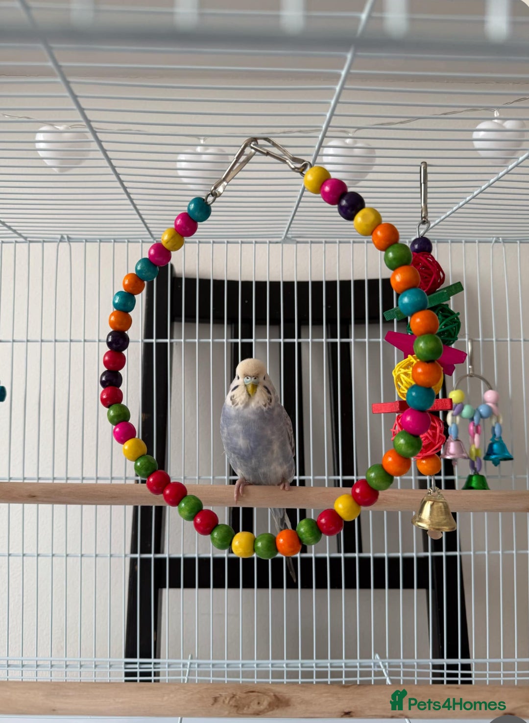Budgerigars birds for sale: 2 male budgies for sale-cage+accessories included - Image 3