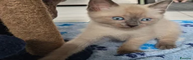 Ragdoll boy