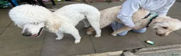 Labradoodle dogs for sale: MultiGen Labradoodle Puppies in Smethwick - Advert 4