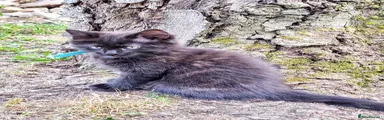 Maine Coon 2