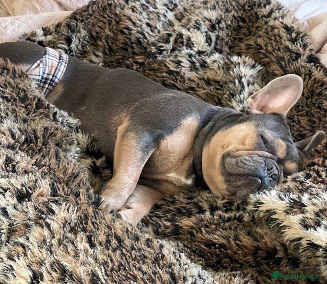 French Bulldog dogs for sale: Kallie  - Advert 5