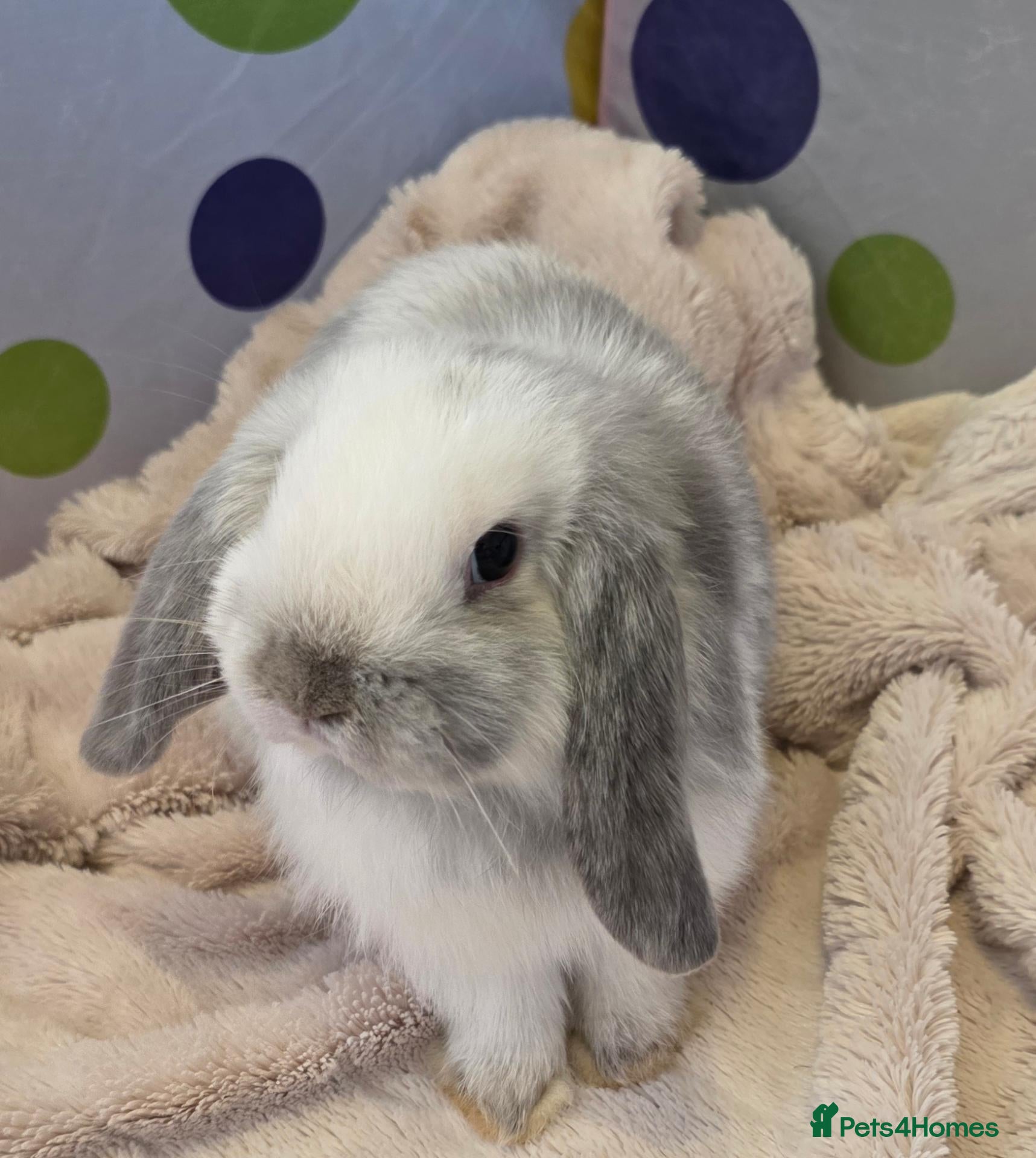 Mini Lop rabbits for sale: Mini lop babies - one beautiful boy available  - Advert 14