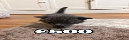 British Shorthair cats for sale: Beautiful British Shorthair Kittens - Advert 4