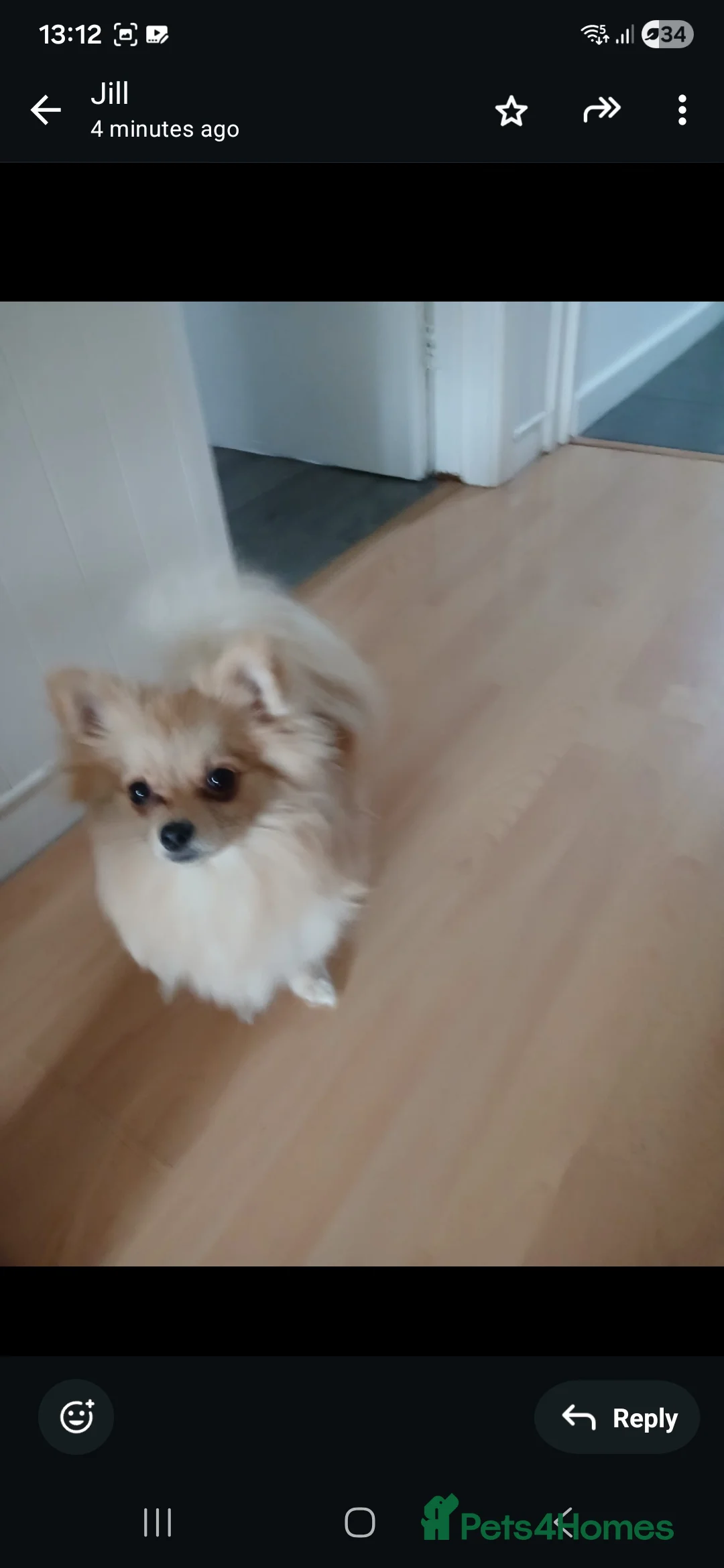 Pomchi dogs for sale: Pomchi  - Advert 4