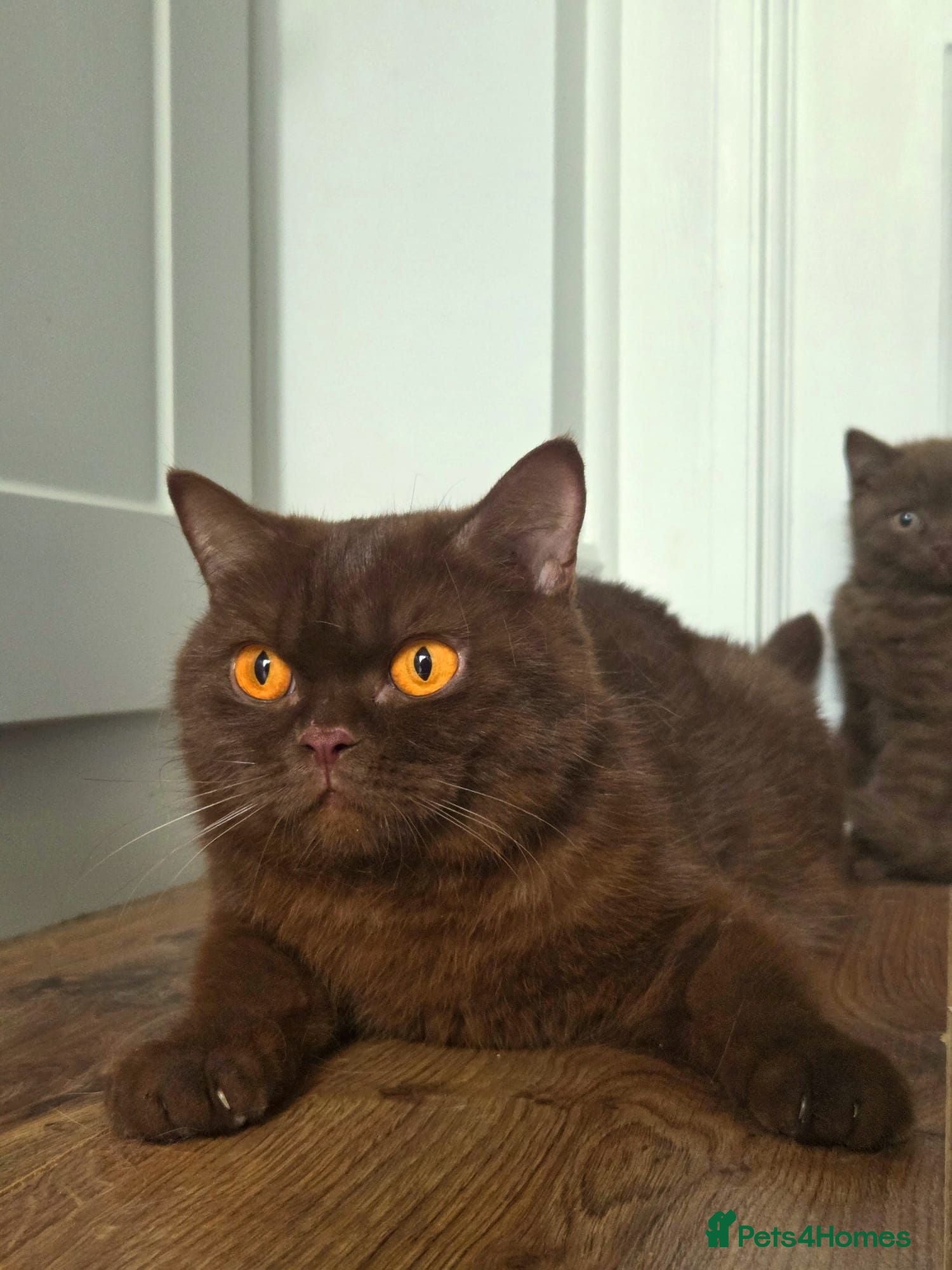 British Shorthair cats British Shorthair Kitten ✨ chocolate Cinnamon Girl - Advert 2