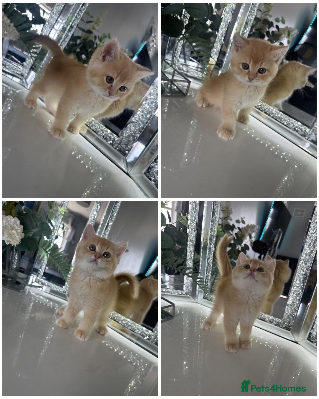 Brazilian Shorthair cats GCCF ACTIVE GREEN EYES GOLDEN MALE  - Advert 4