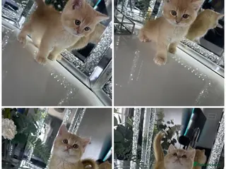 Brazilian Shorthair cats GCCF ACTIVE GREEN EYES GOLDEN MALE - Advert 4