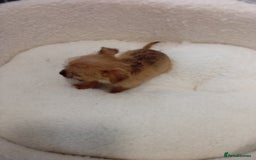 Chorkie dogs for sale: Chihuahua x Yorkshire terrier  - Image 15