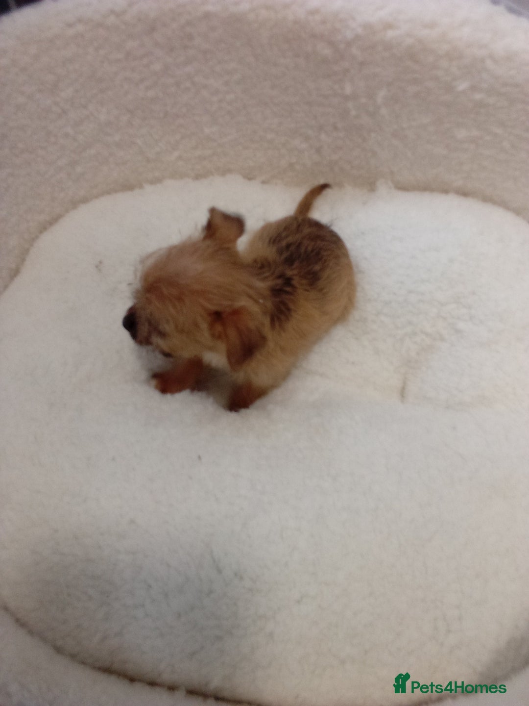 Chorkie dogs for sale: Chihuahua x Yorkshire terrier  - Image 15