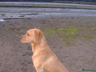 Labrador Retriever dogs in Newton Abbot - Advert 1