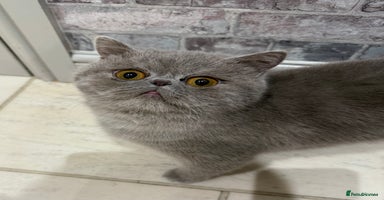 Exotic cats GCCF Registered Lilac Exotic Female  - Advert 6