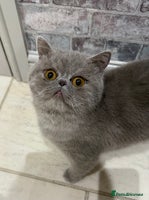 Exotic cats GCCF Registered Lilac Exotic Female - Advert 2