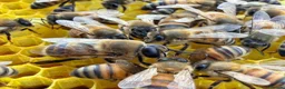 Mixed Breed invertebrates for sale: 6 Frame Overwintered National Nucleus of Bees 2027 - Advert 14