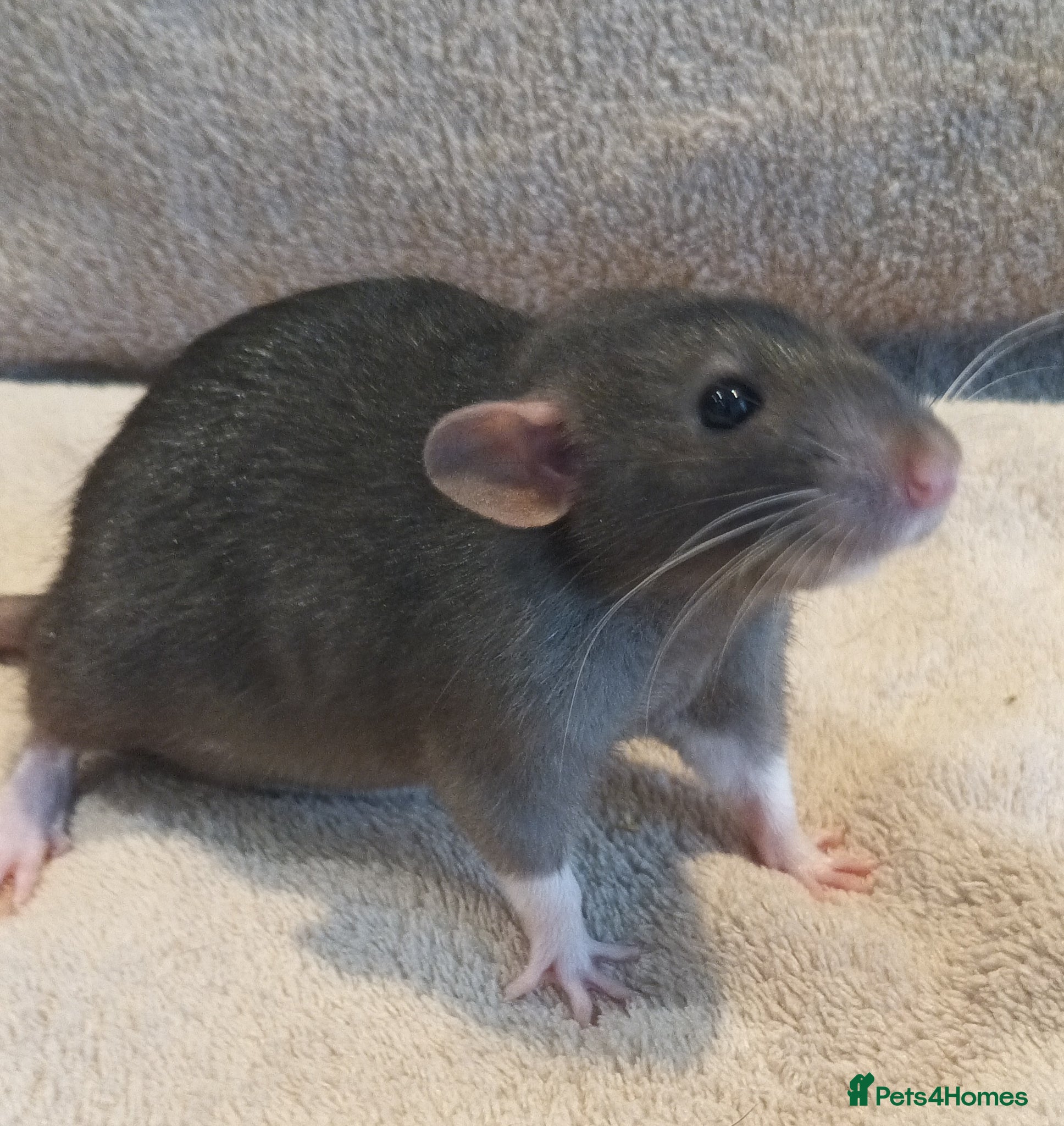 Rat rodents Adorable baby rats - Advert 1