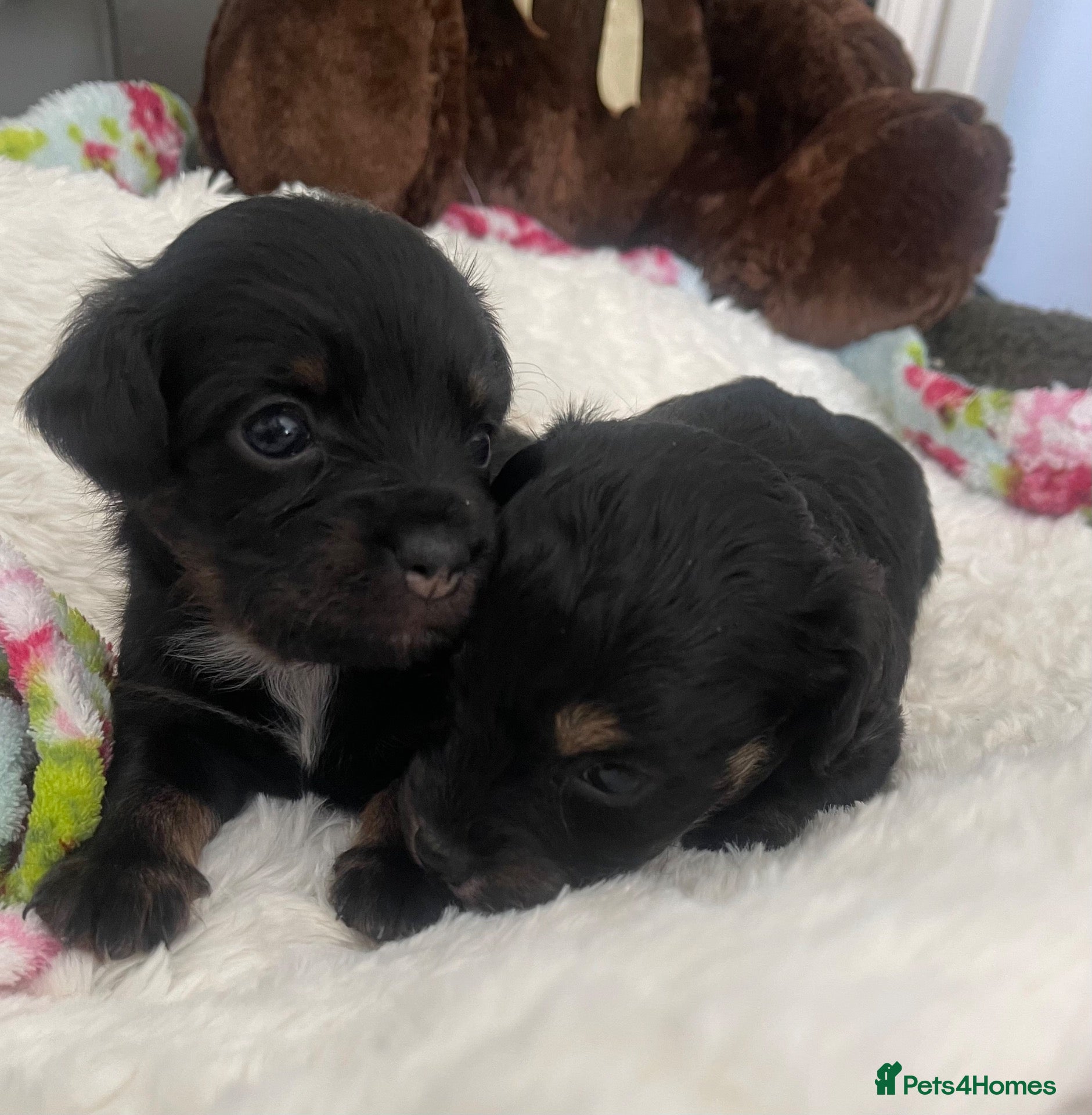 Jackapoo dogs Quality Jack Russel/Jackapoo Puppies 🐶  - Advert 2