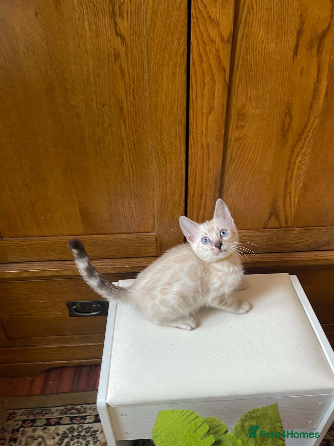 Bengal cats for sale: 💎💎💎 Luxury Bengal Kittens Available  - Image 36