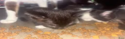 Mixed Breed cats for sale: Beautiful kittens looking for there forever home  - Advert 6
