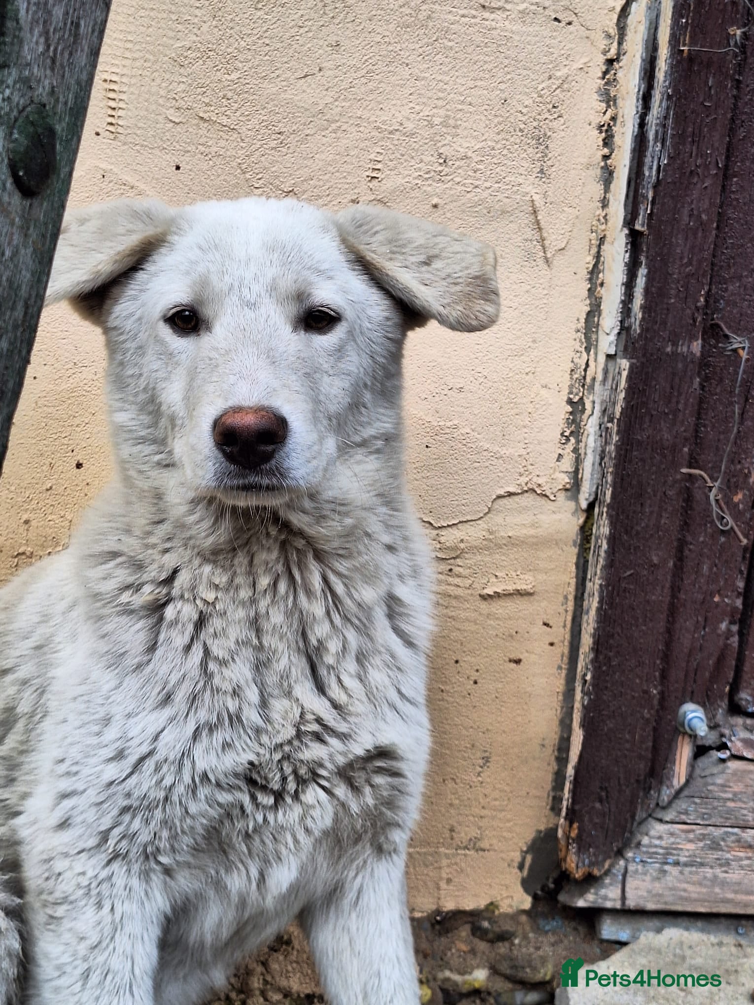 Mixed Breed dogs 🐶 Meet AKY !  A Lovely Boy for a Loving Home - Advert 1