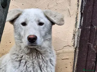 Mixed Breed dogs 🐶 Meet AKY ! A Lovely Boy for a Loving Home - Advert 1