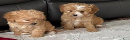 Cavapoo dogs for sale: Beautiful cavapoos ready now - Advert 15