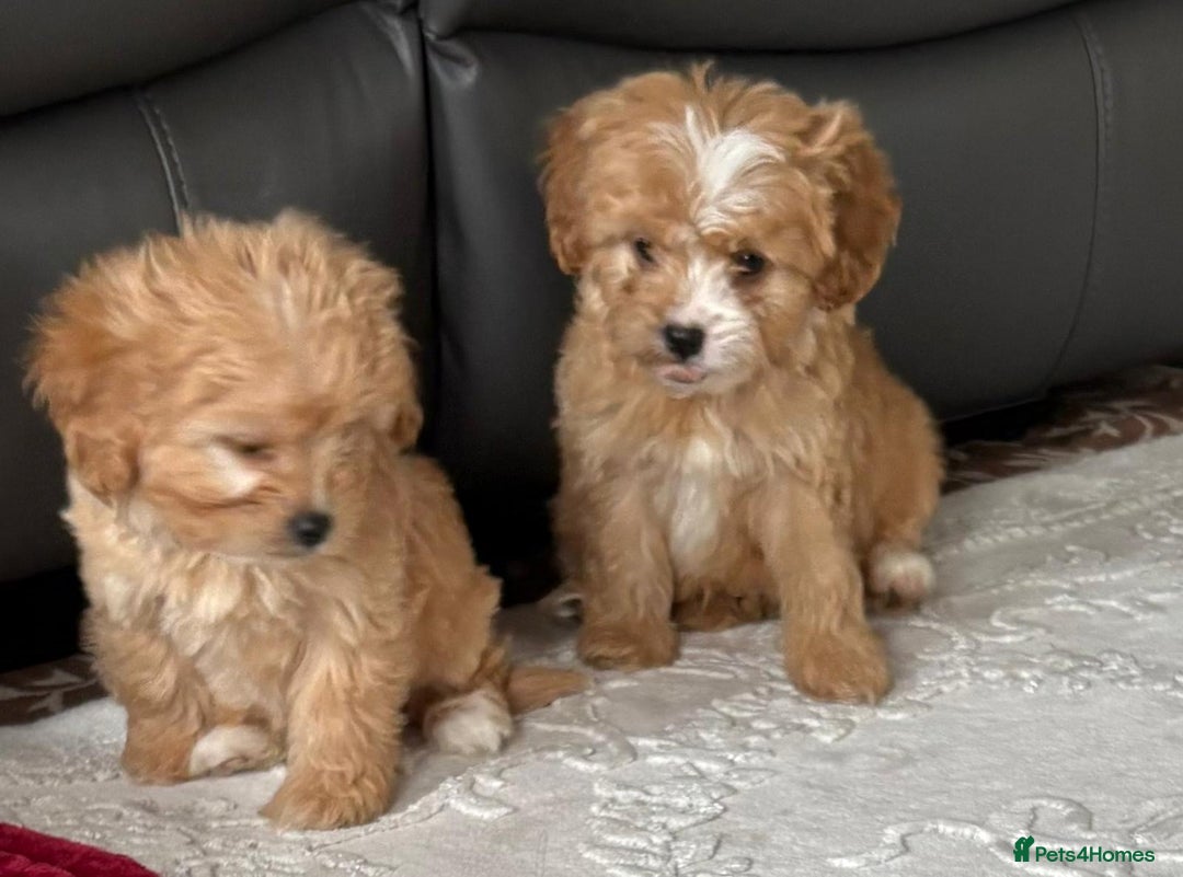 Cavapoo dogs for sale: Beautiful cavapoos ready now - Advert 15