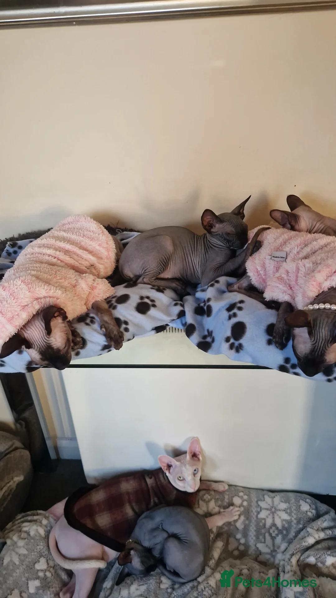 Sphynx cats for sale: Canadian Sphynx kittens - Advert 15