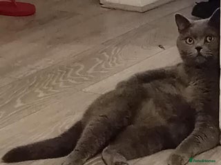 British Shorthair cats British Shorthair for sale - Advert 1