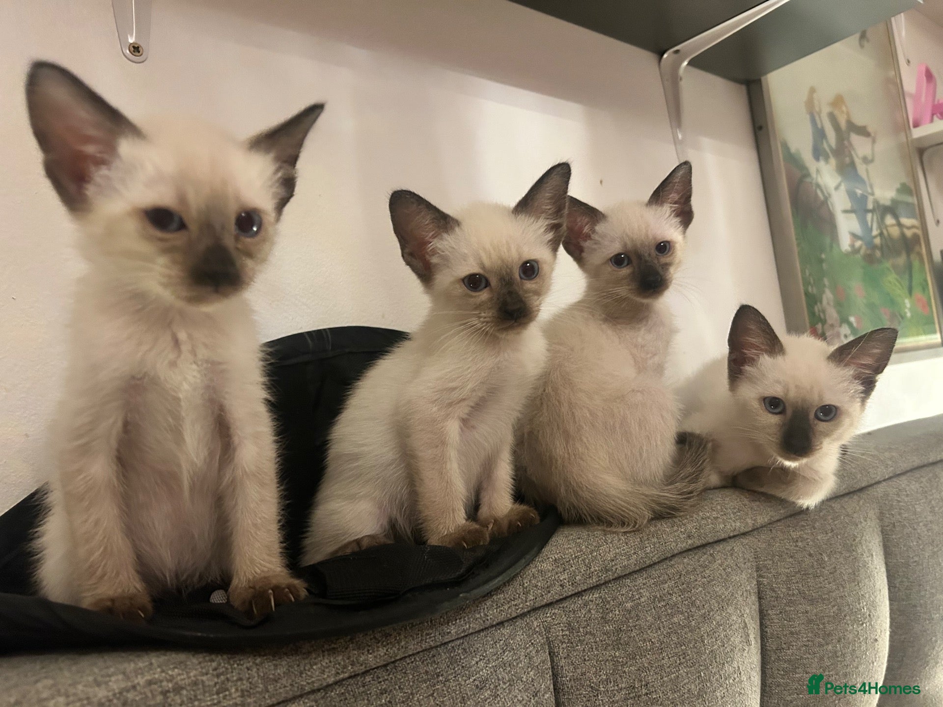 Siamese cats Four stunning chocolate Siamese kittens  - Advert 17