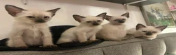 Siamese cats for sale: Four stunning chocolate Siamese kittens  - Advert 1