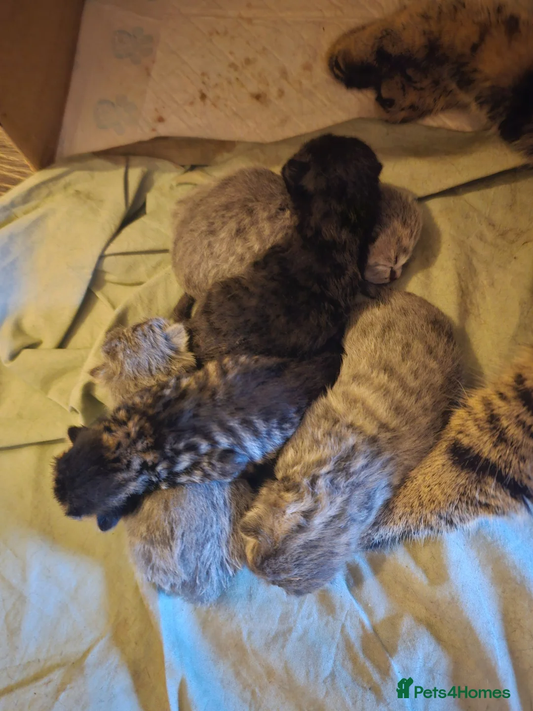 Mixed Breed cats for sale: Lilac british shorthairxTabby American wire  cross in Doncaster - Advert 4