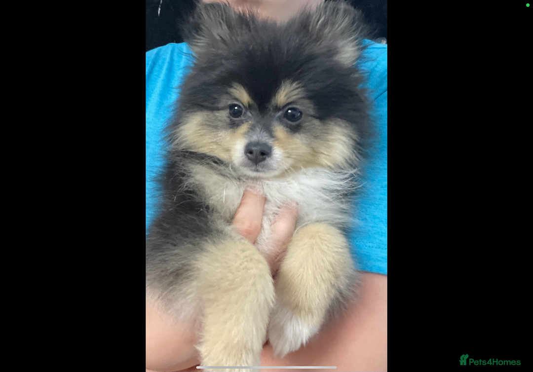 Pomeranian dogs for sale: Beautiful pom puppies -fully vaccinated  - Image 20