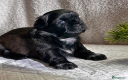 Shih Tzu dogs for sale: ♥️ Adorable Shih Tzu Puppies FoR sALe ♥️ - Image 20