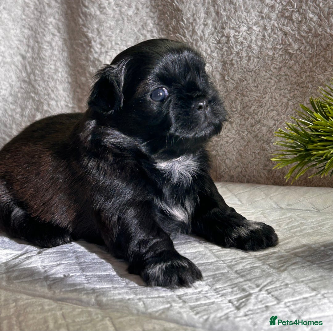 Shih Tzu dogs for sale: ♥️ Adorable Shih Tzu Puppies FoR sALe ♥️ - Image 20