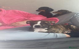 Alapaha Blue Blood Bulldog dogs for sale: Alapaha blue bulldog puppy  - Image 15