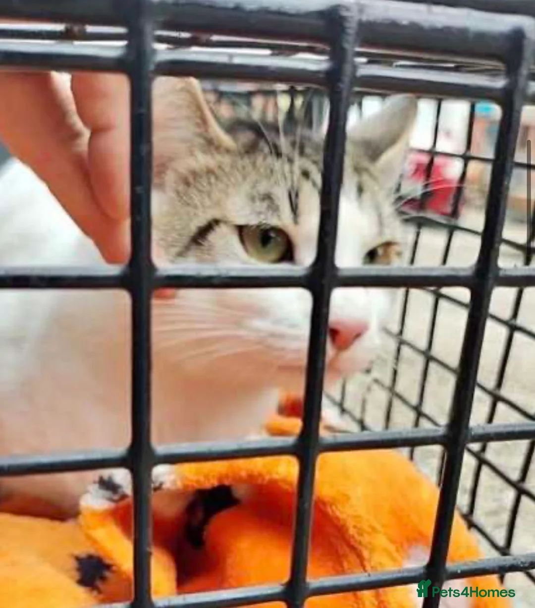 Mixed Breed cats for sale: Rescued cats and kittens - Advert 2
