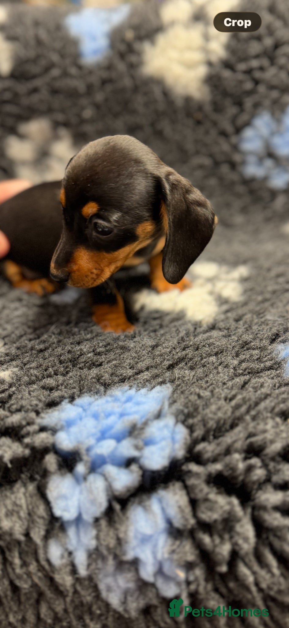 Miniature Dachshund dogs Miniature dachshund puppies - Advert 1