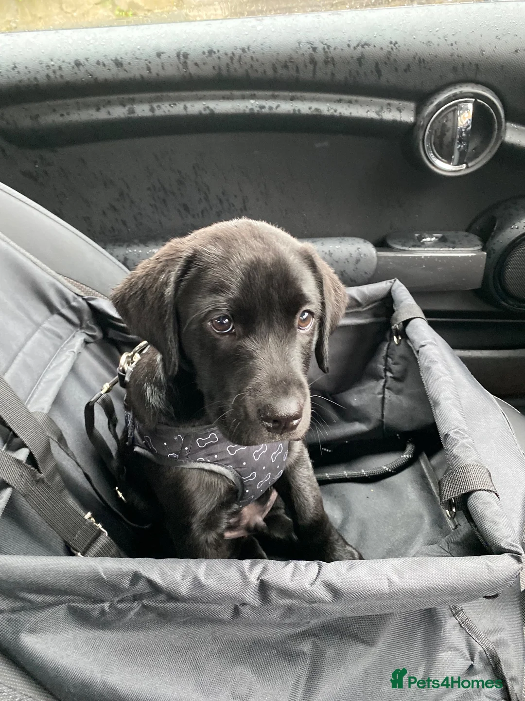 Labrador Retriever dogs for stud: KC Black Labrador available for Stud - Advert 2
