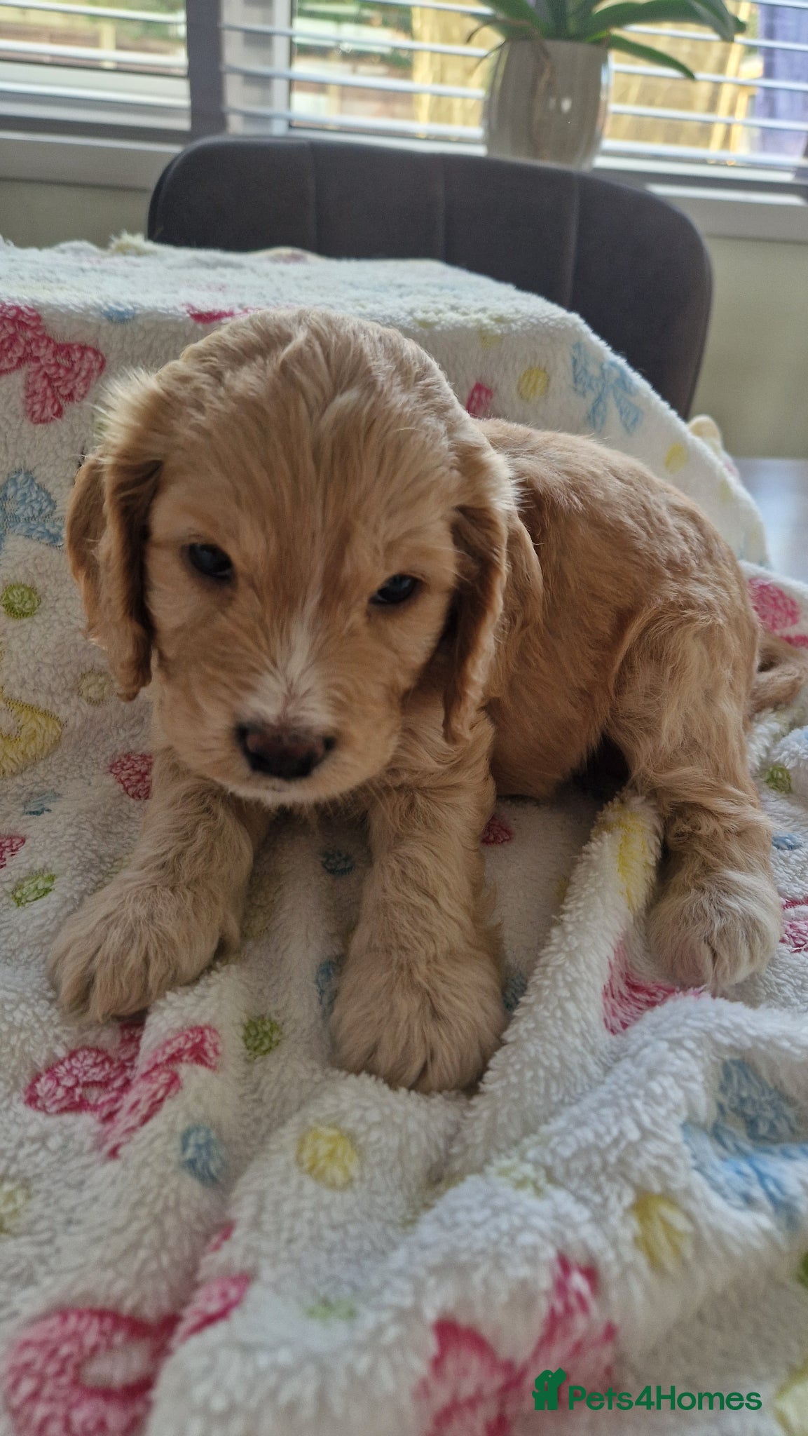 Cockapoo dogs for sale: Last beautiful boy left Gorgeous Golden Cockerpoo - Advert 22