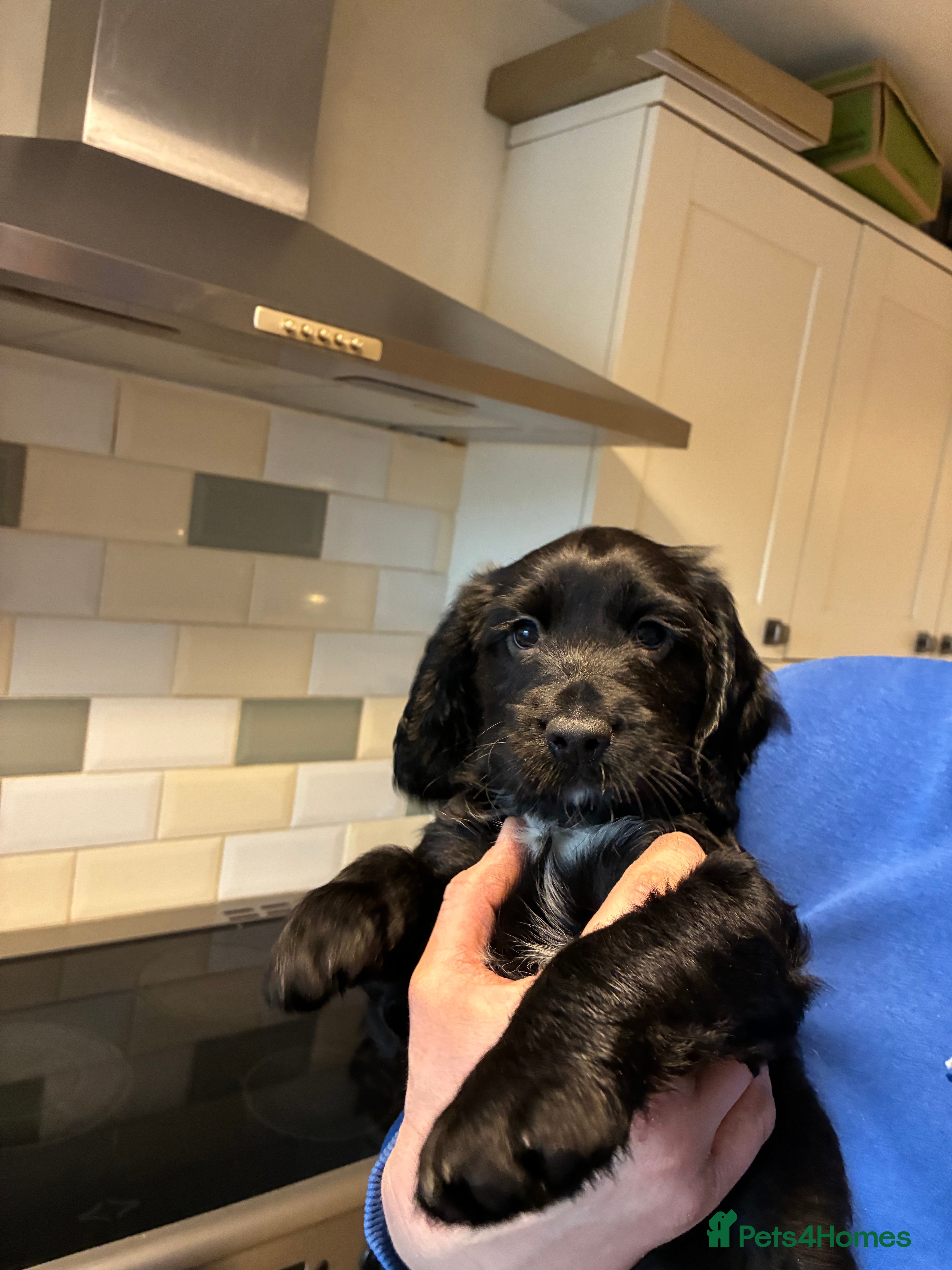 Cocker Spaniel dogs Lola’s beautiful babies  - Advert 17