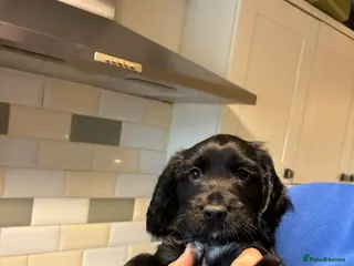 Cocker Spaniel dogs Lola’s beautiful babies - Advert 17