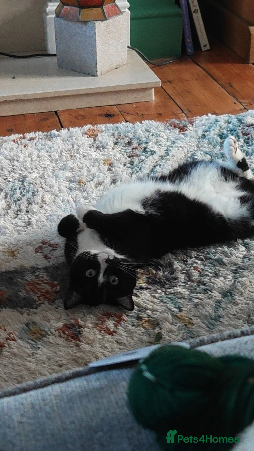 Asian cats for sale: Luna For Adoption  - Advert 2