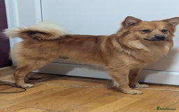 German Spitz dogs for stud: Volpino Italiano for STUD - Image 6