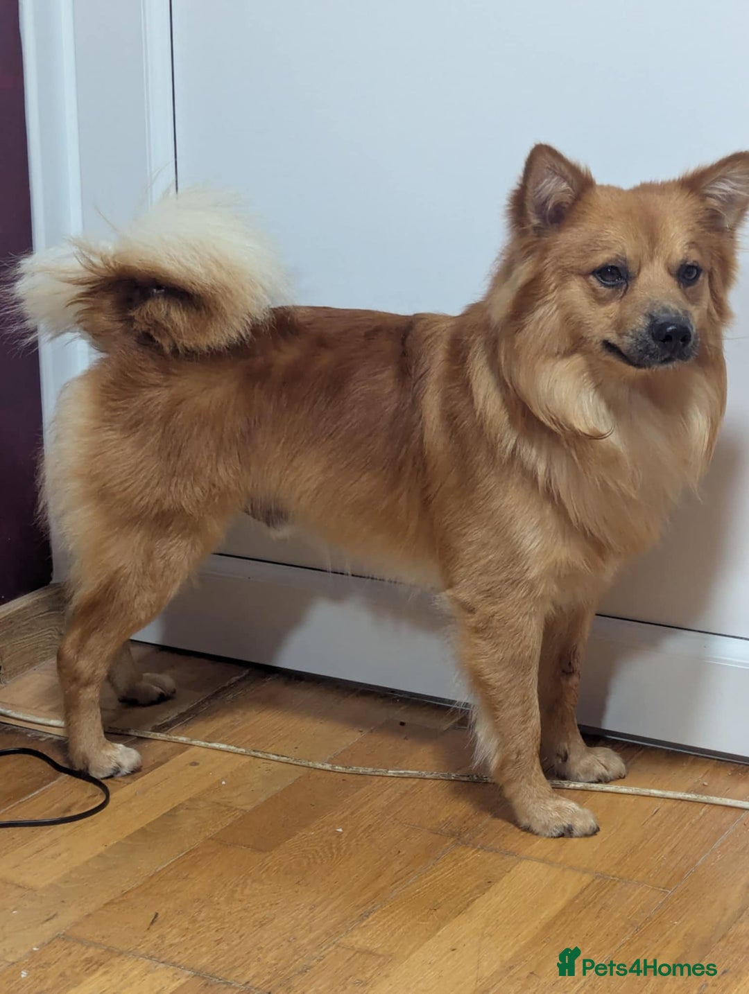 German Spitz dogs for stud: Volpino Italiano for STUD - Image 6