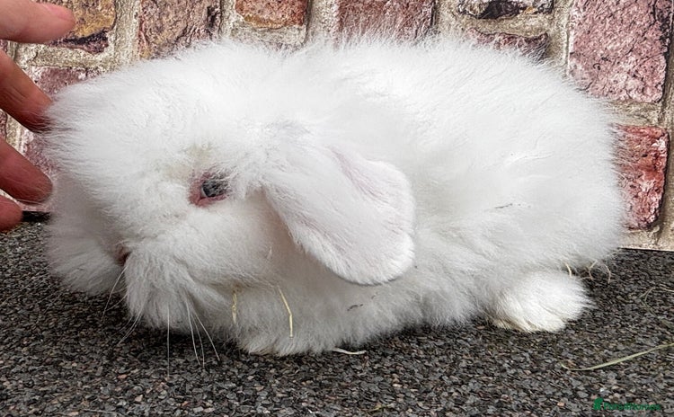 Lionhead rabbits - Advert 6